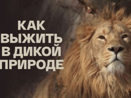 Как выжить в дикой природе: 1 серия — "Битва за территорию"						