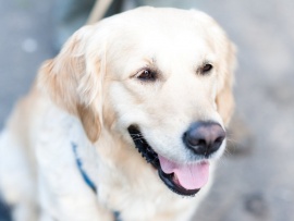 Собачья работа: 2 серия