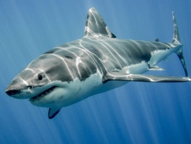 Акулы — признание в любви: 2 серия						