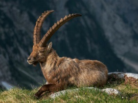 Козероги — акробаты скалистых гор						