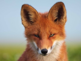 Огненный лис