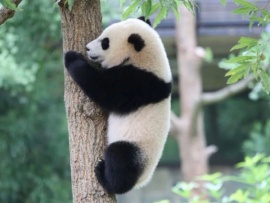 4 сезона в королевстве большой панды: "Рождение панды"						