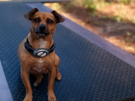 Хвостатые пришельцы